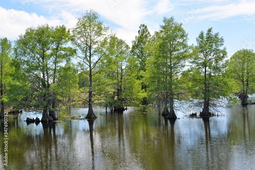 Day at the swamp photo