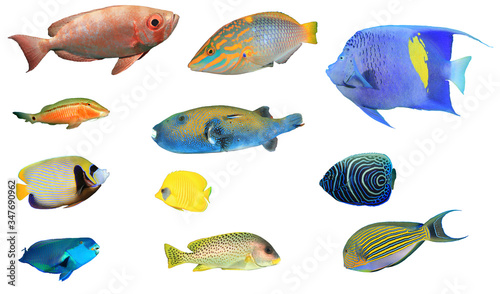 Sea fish isolated. Collection of reef fish cutout on white background. Wrasse,angelfish,butterflyfish,parrotfish,bigeyes and sweetlips 