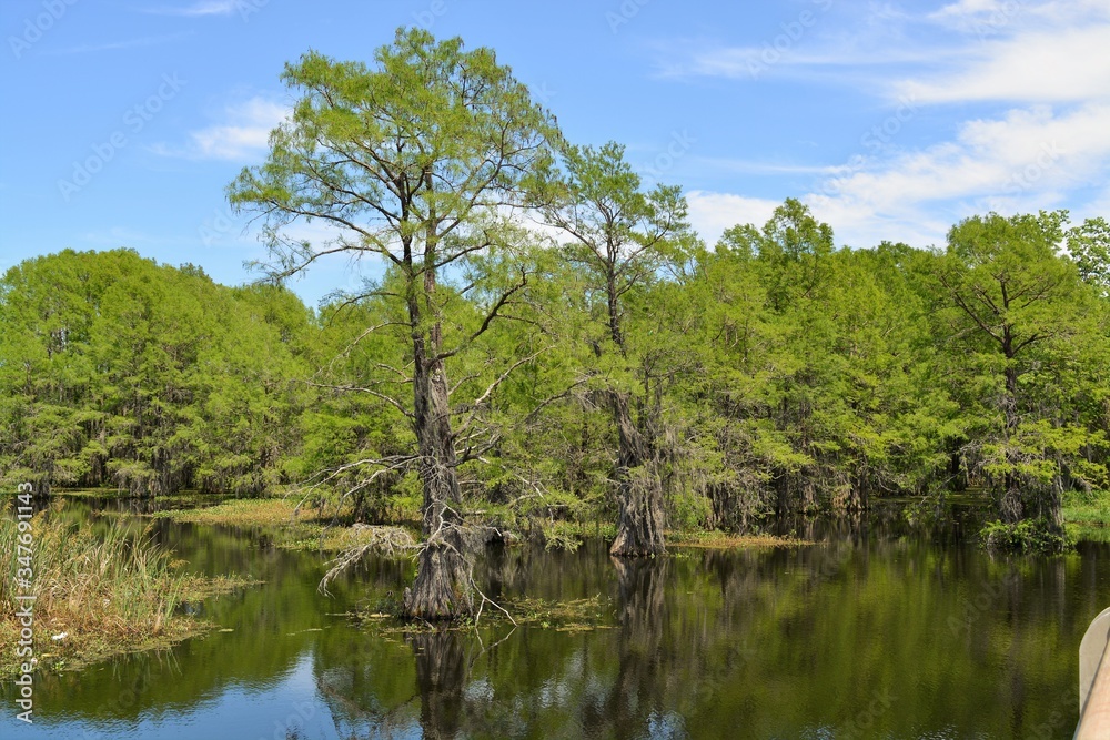 Day at the swamp