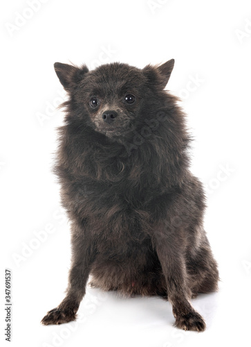 puppy pomeranian in studio