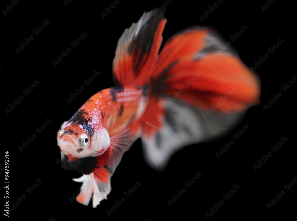 Naklejka premium Betta Red Koi HM Halfmoon Male or Plakat Fighting Fish Splendens On Black Background.