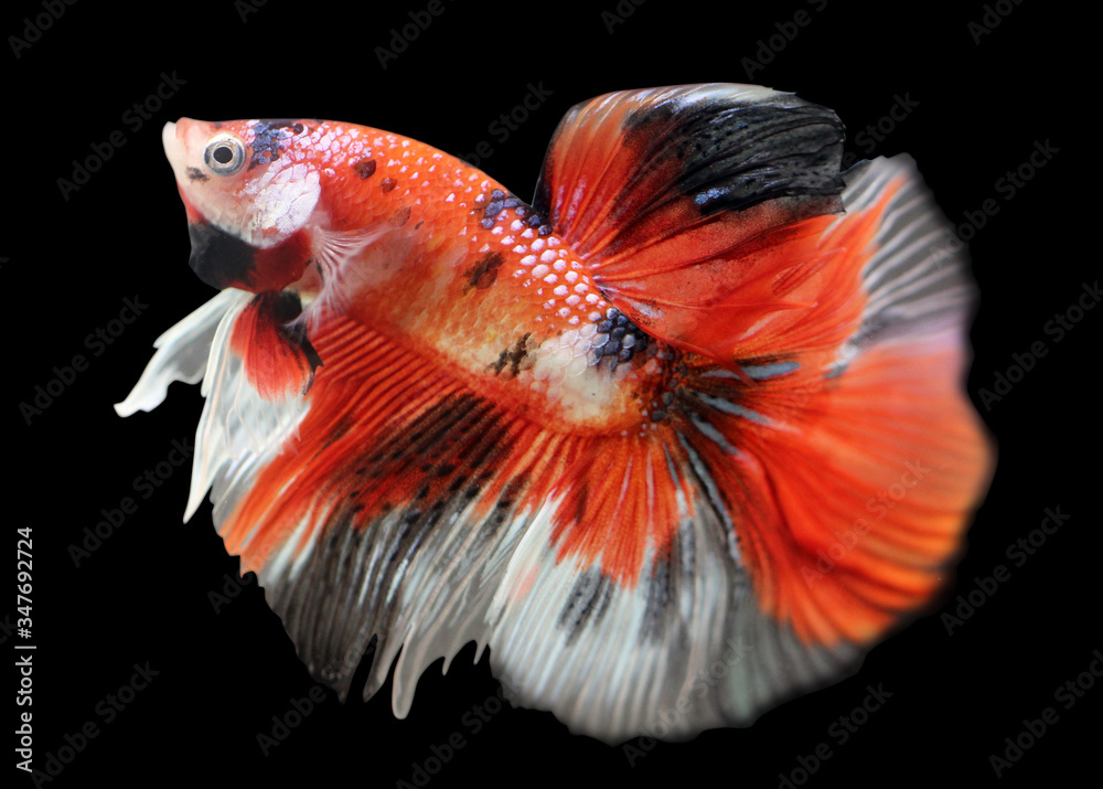 Betta  Red Koi HM Halfmoon  Male or Plakat Fighting Fish Splendens On Black Background.