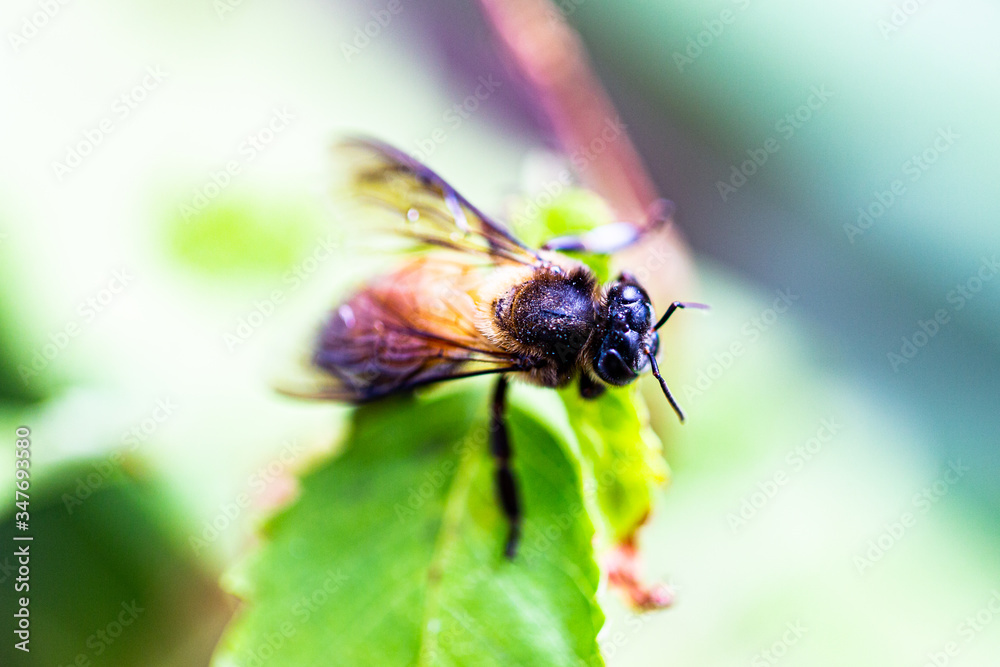 Wasp is resting on a green leaf Wasp is resting on a green leaf