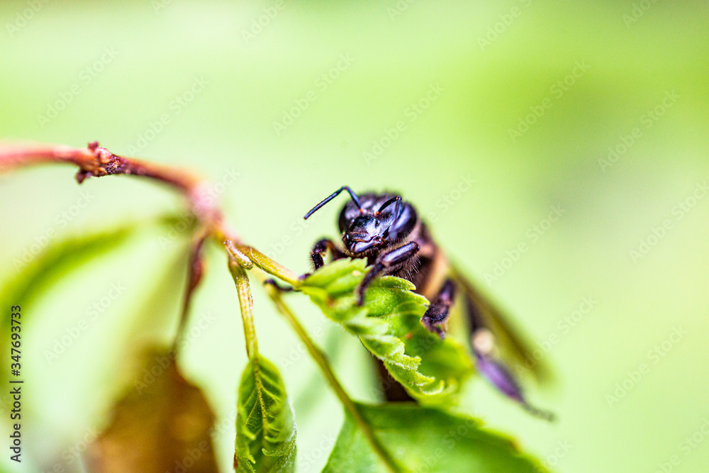Wasp is resting on a green leaf Wasp is resting on a green leaf