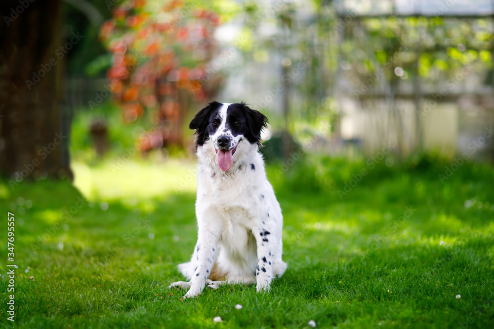 Beautiful dog playing and having fun in family domestic garden. Portrait of animal in summer, with bright light.