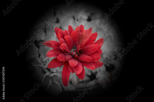 Flora roja - Color selectivo