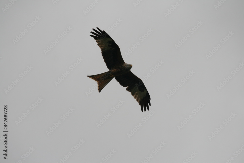 Milan , Rotmilan , Milvus milvus , Gabelweihe , Königsweihe - im Flug Milan , Rotmilan , Milvus milvus , Gabelweihe , Königsweihe - im Flug