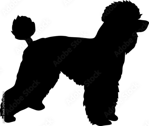 Black poodle silhouette isolated on the white background