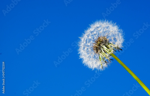 dandelion on blue sky background