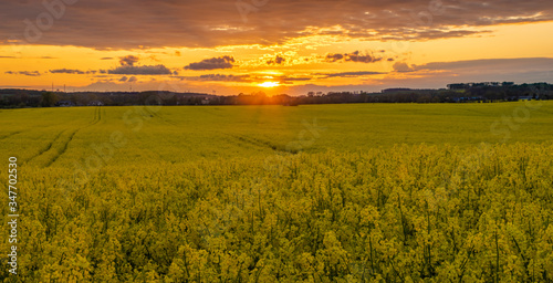 panorama of a blooming rape field in the warm light of the setting sun