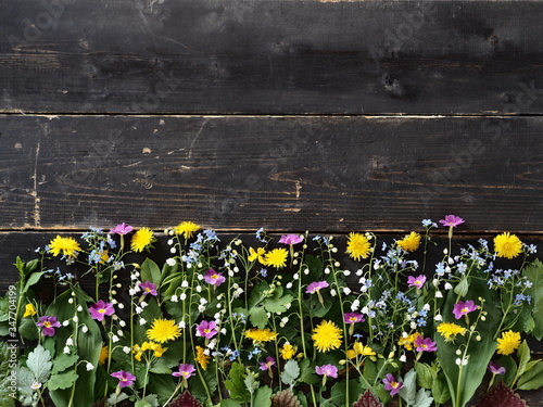 Spring grassy background. Fresh leaves of medicinal plants with spring forest flowers laid out on a dark wooden background.
