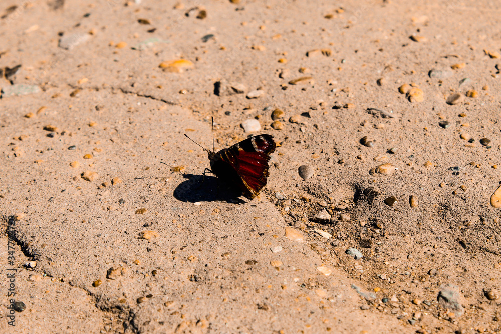 the butterfly on the ground