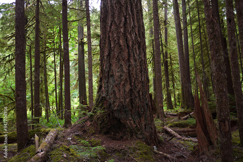 Amazing nature forest view at Olympic National Park in Washington  USA.