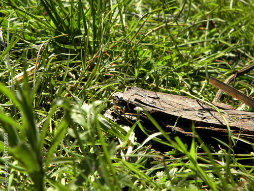 The bark of a tree lying in the green grass