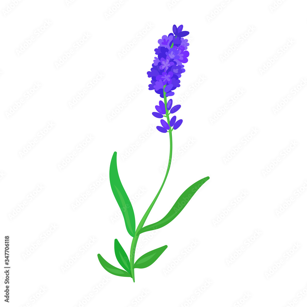 Obraz premium Lavender vector icon.Cartoon vector icon isolated on white background lavender.