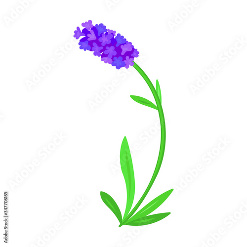 Lavender vector icon.Cartoon vector icon isolated on white background lavender.