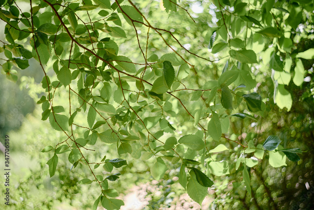 Fresh green leaves and bright sun background, copy space. Nature background. Leaf texture background. Sunlight Fresh green leaves and bright sun background, copy space. Nature background. Leaf texture background. Sunlight