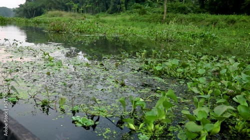 Lotus plants in river shot from boat photo