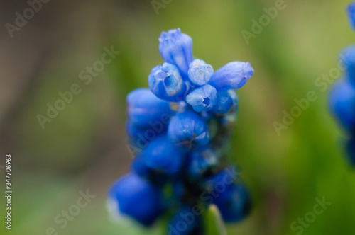 Beautiful delicate flower of mouse blue hyacinth closeup, macro shot.