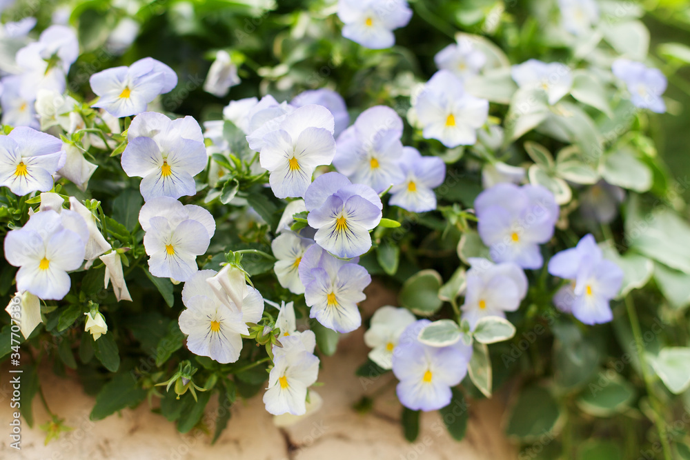 Blue pansy flowers blossom on green leaves blurred bokeh background close up, beautiful purple pansies soft focus macro, many small blooming heartsease flower, delicate kiss-me-quick, love-in-idleness
