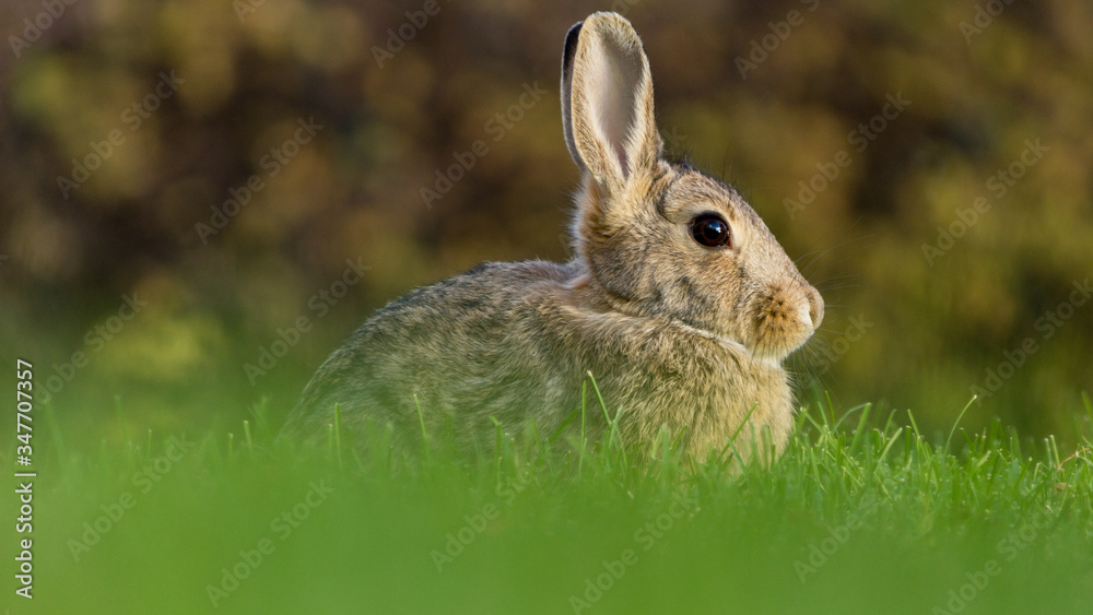 Fototapeta premium Bunny in the grassh