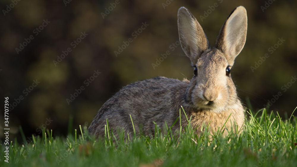 Fototapeta premium Bunny in the grassh