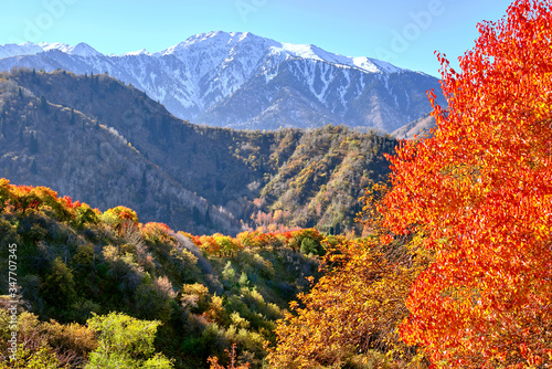 Mountain landscape with colorful forest in autumn season; beauty of golden fall concept