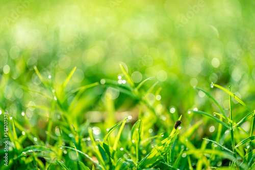 Fresh green grass in the morning that drops on the water, resulting in a yellow bokeh.