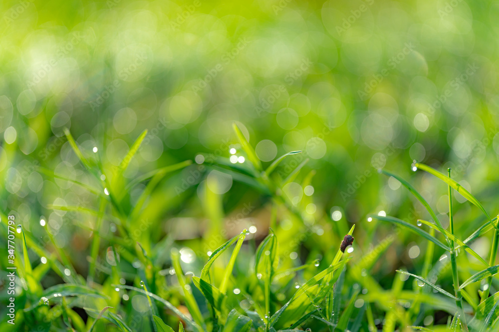 green grass with dew drops green grass with dew drops