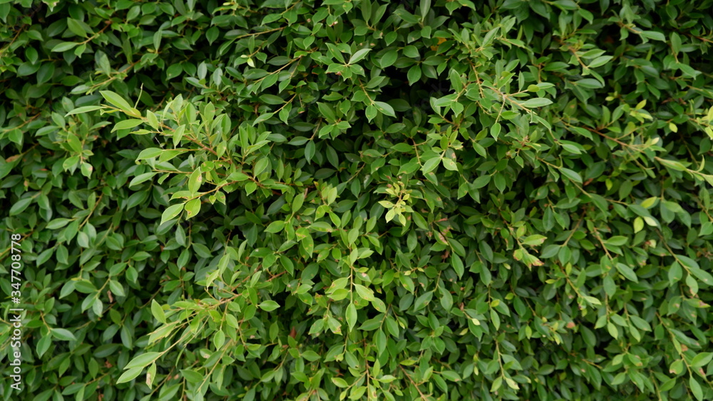 green grass background green grass background