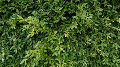 green grass background
