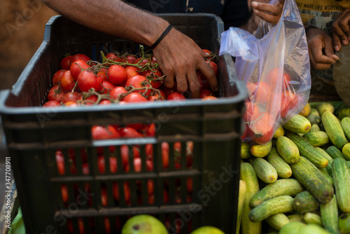 Local Indian vendor assorting fresh tomatoes in a plastic bag during lock down period in India. Indian vegetable vendor and lock down
