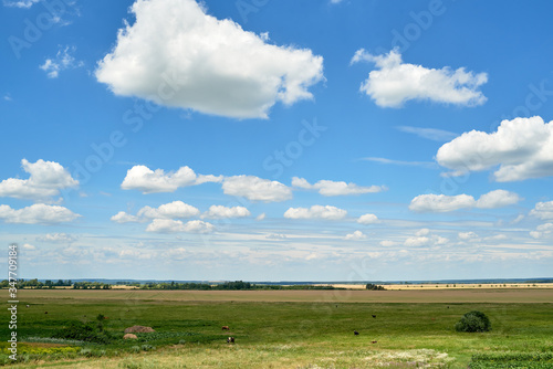 Green field and perfect blue sky with clouds, copy space. Summer background, free space. Agriculture, agronomy and farming concept