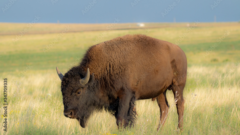 Grazing bison