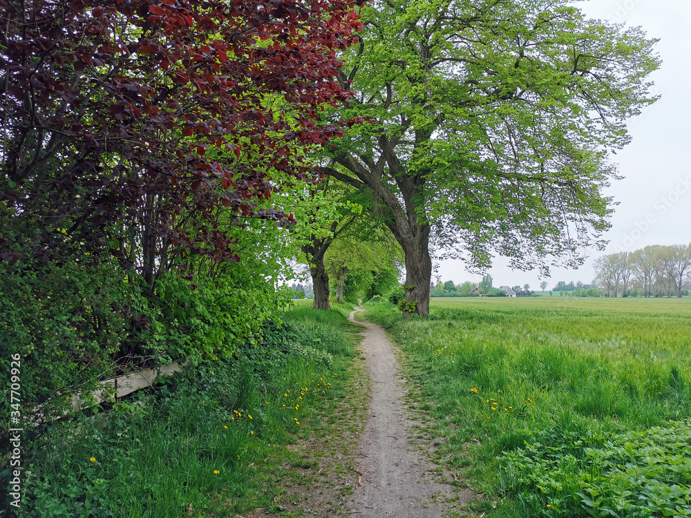 A small path between green trees, Rostock, Germany