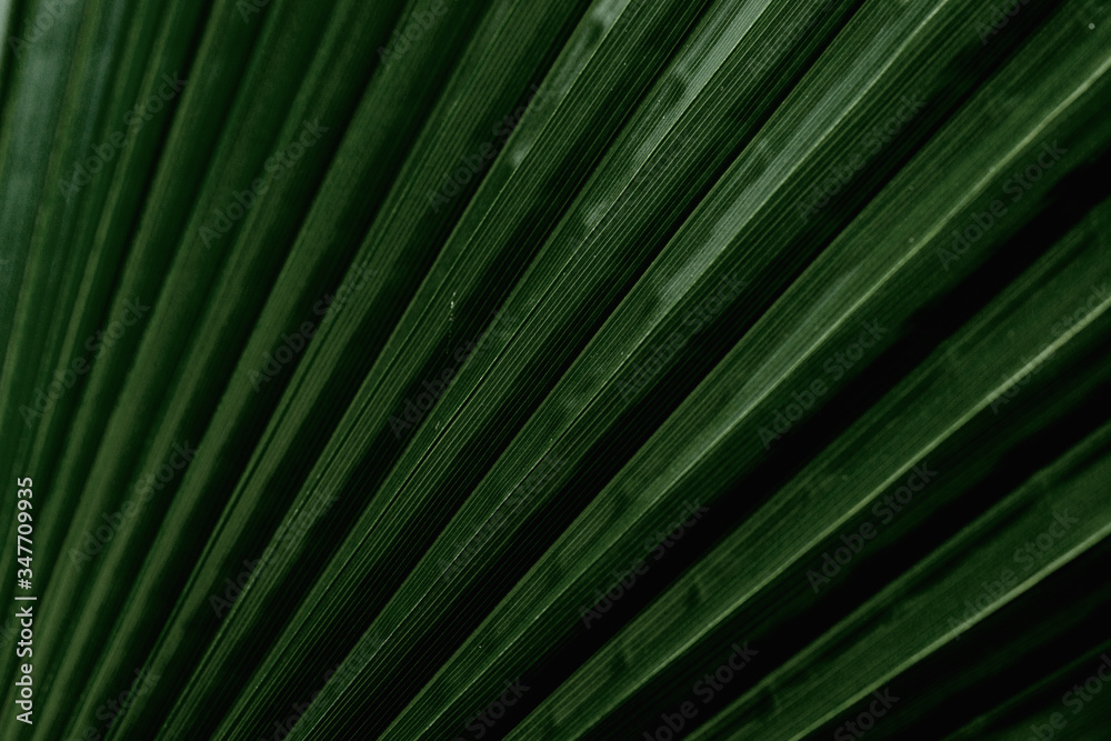 palm leaves with its folds in the sunlight palm leaves with its folds in the sunlight