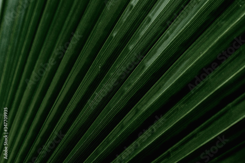 palm leaves with its folds in the sunlight © florinfaur