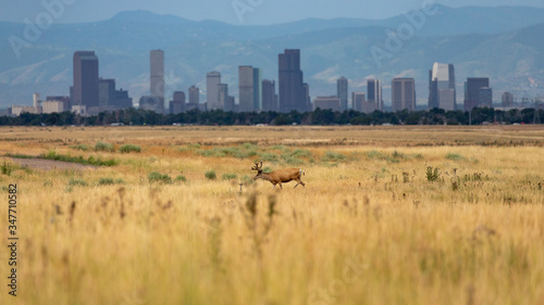 Denver skylne from RMANWR photo