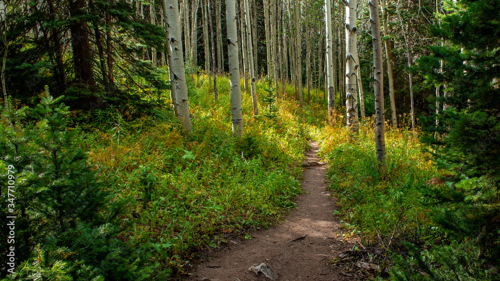 Hiking trail into the forest through Aspen Hiking trail into the forest through Aspen