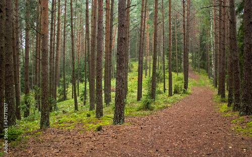 Panoramic view of wild pine forest in Belarus national park