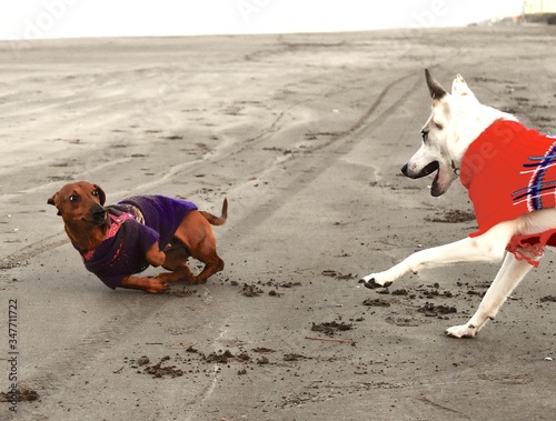 Foto Dogs Fighting On Sand At Beach