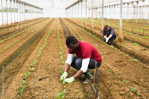 Farmers working in greenhouse