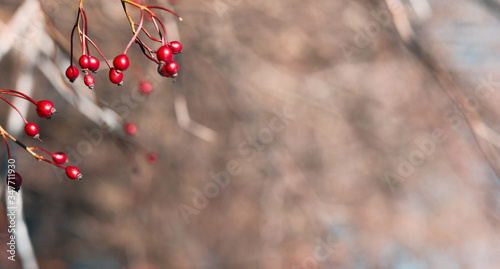 red berries on a tree. bokeh