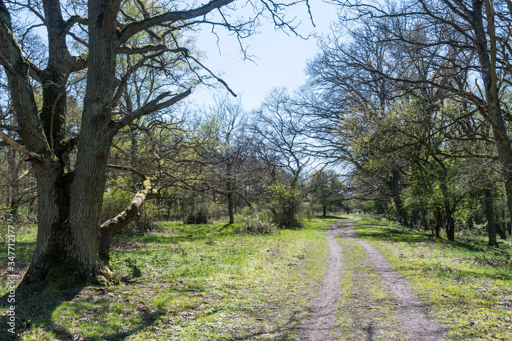 Bright footpath by leafing time Bright footpath by leafing time