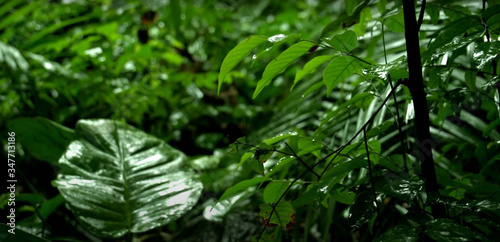 Beautiful forest filled with green leaves