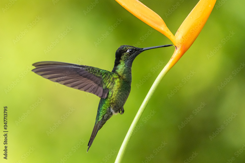 Fototapeta premium Green Violet-ear (Colibri thalassinus) hummingbird in flight isolated on a green background in Costa Rica