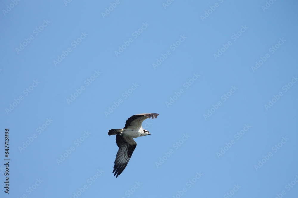 Beautiful osprey hunting for lunch and flying through the air. 