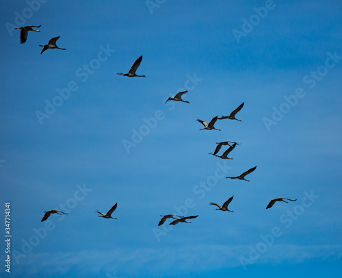 Migration of flock of cranes in the sky © JackF