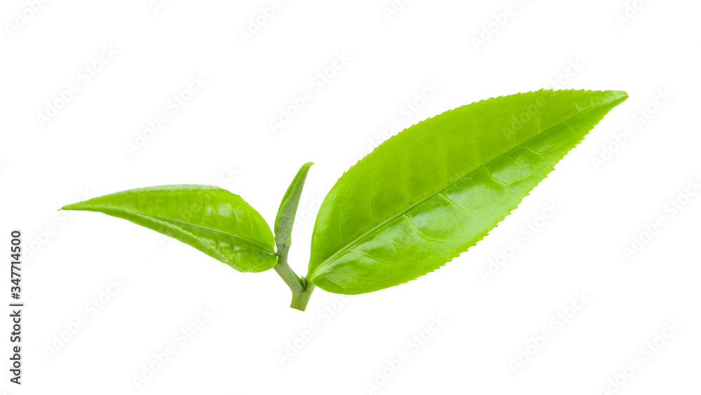 Fototapeta premium tea leaf on white background