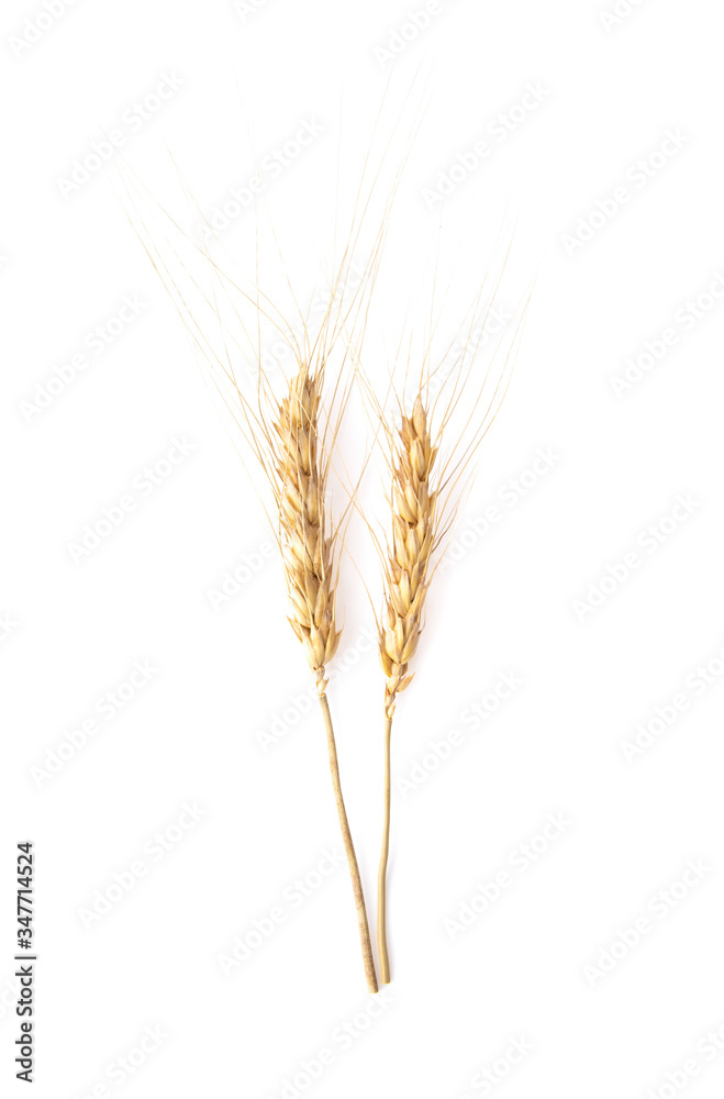Ear of barley on white background. top view